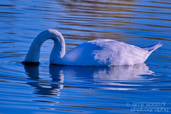 Swan_nature_Landscape_Photography_045_Canon_EOS_5D_Mark_IV.JPG