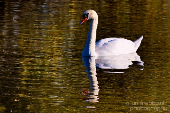 Swan_nature_Landscape_Photography_046_Canon_EOS_5D_Mark_IV.JPG