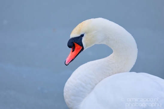 Swan_nature_Landscape_Photography_050_Canon_EOS_5D_Mark_IV.JPG