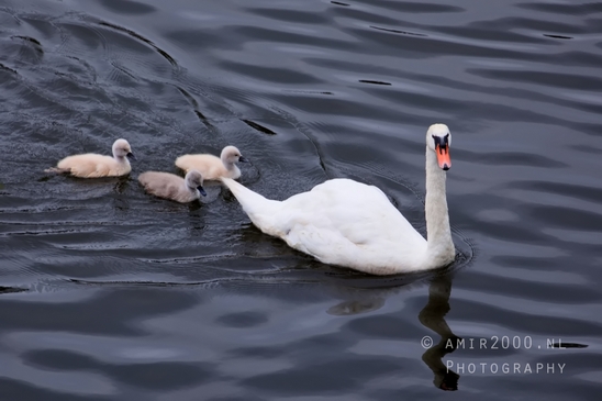 Swan_nature_Landscape_Photography_053_Canon_EOS_5D_Mark_IV.JPG