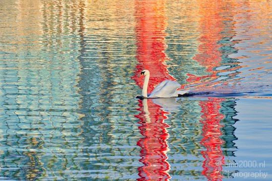 Swan_reflection_Amsterdam_canals_Netherlands_Landscape_Photography_001_Canon_EOS_5D_Mark_IV.JPG