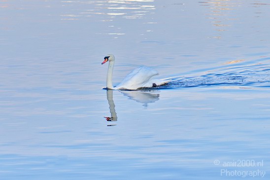 Swan_reflection_Amsterdam_canals_Netherlands_Landscape_Photography_002_Canon_EOS_5D_Mark_IV.JPG
