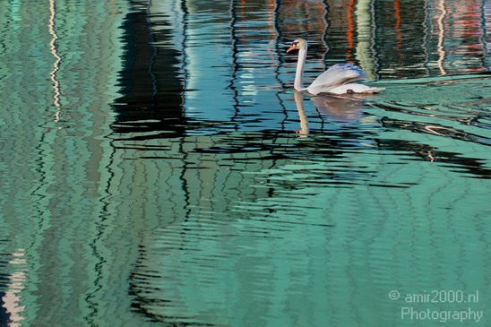 Swan_reflection_Amsterdam_canals_Netherlands_Landscape_Photography_003_Canon_EOS_5D_Mark_IV.JPG