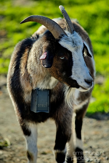 The_Floyen_goats_Bergen_Norway_nature_Landscape_Photography_002_Canon_EOS_5D_Mark_IV.JPG