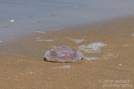 The_North_Sea_Noordzee_Netherlands_nature_landscape_Photography_013_Canon_EOS_5D_Mark_IV.JPG