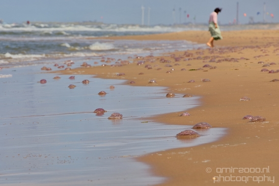 The_North_Sea_Noordzee_Netherlands_nature_landscape_Photography_016_Canon_EOS_5D_Mark_IV.JPG