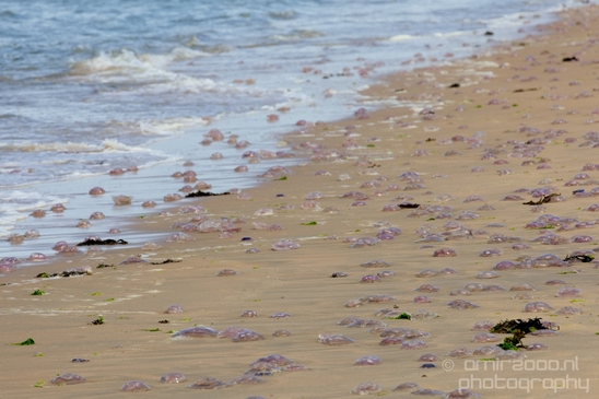 The_North_Sea_Noordzee_Netherlands_nature_landscape_Photography_017_Canon_EOS_5D_Mark_IV.JPG