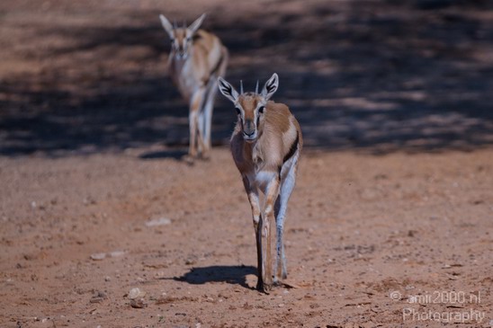 Thomsons_Gazelle_Safari_Israel_Landscape_Photography_001_Canon_EOS_7D.JPG
