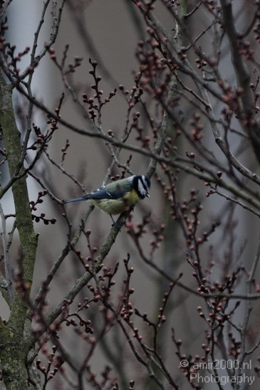 Tomtit_Nature_Landscape_Photography_001_Canon_EOS_50D.JPG