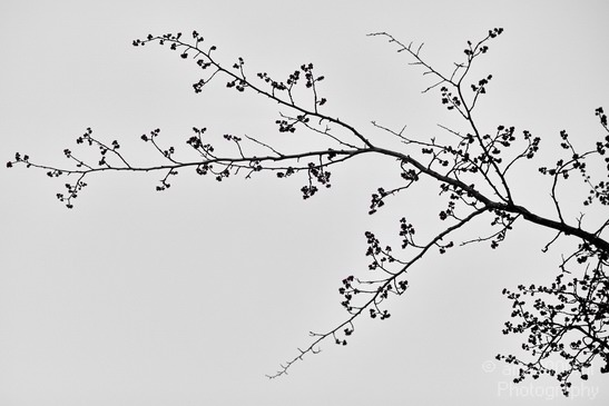 Tree_branches_nature_Landscape_Photography_003_Canon_EOS_5D_Mark_IV.JPG
