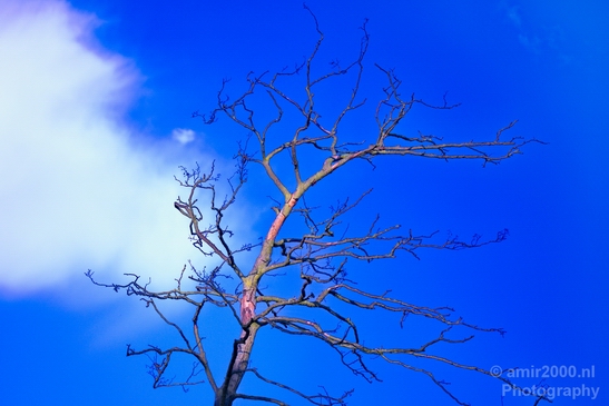 Tree_branches_nature_Landscape_Photography_004_Canon_EOS_5D_Mark_IV.JPG