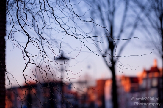 Tree_branches_nature_sunrise_Landscape_Photography_003_Canon_EOS_5D_Mark_IV.JPG