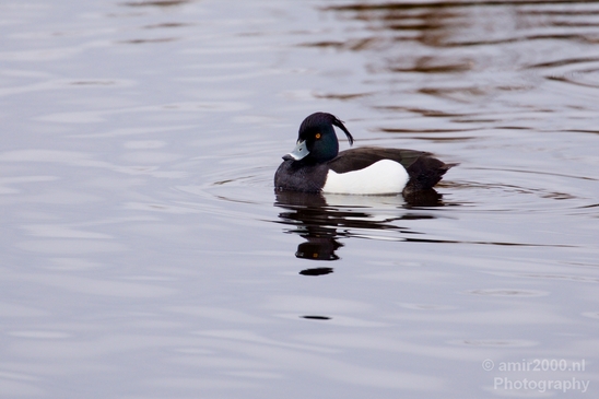 Tufted_duck_nature_Landscape_Photography_002_Canon_EOS_5D_Mark_IV.JPG