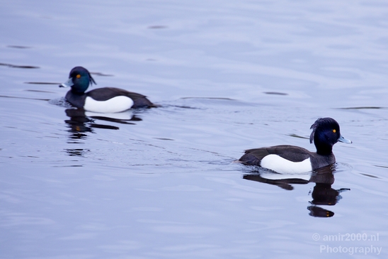 Tufted_duck_nature_Landscape_Photography_003_Canon_EOS_5D_Mark_IV.JPG