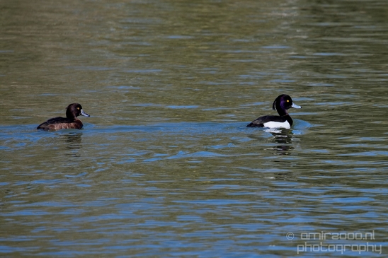Tufted_duck_nature_Landscape_Photography_004_Canon_EOS_5D_Mark_IV.JPG