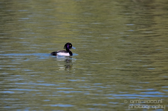 Tufted_duck_nature_Landscape_Photography_005_Canon_EOS_5D_Mark_IV.JPG