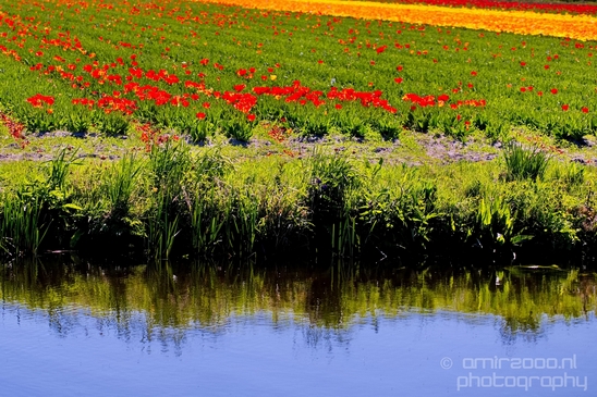 Tulip_field_looking_at_flowers_nature_spring_Dutch_landscape_Photography_001_Canon_EOS_5D_Mark_IV.JPG