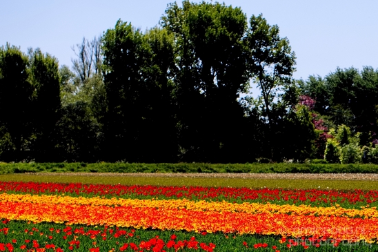 Tulip_field_looking_at_flowers_nature_spring_Dutch_landscape_Photography_002_Canon_EOS_5D_Mark_IV.JPG