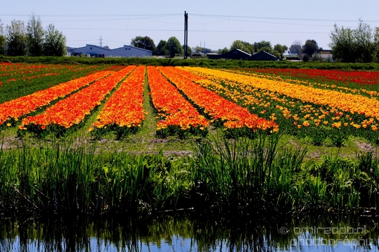 Tulip_field_looking_at_flowers_nature_spring_Dutch_landscape_Photography_003_Canon_EOS_5D_Mark_IV.JPG