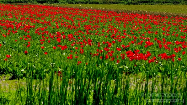 Tulip_field_looking_at_flowers_nature_spring_Dutch_landscape_Photography_004_Canon_EOS_5D_Mark_IV.JPG
