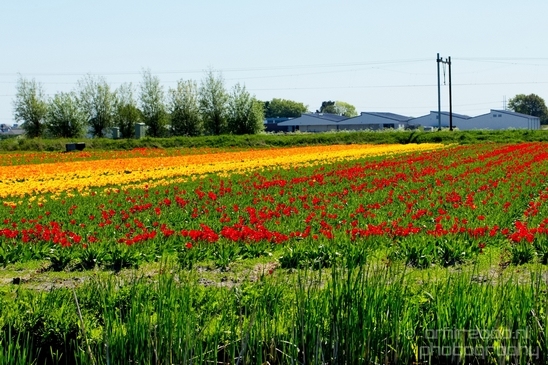 Tulip_field_looking_at_flowers_nature_spring_Dutch_landscape_Photography_005_Canon_EOS_5D_Mark_IV.JPG