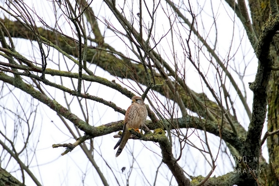 Valkachtigen_falcon_birds_of_prey_Falco_nature_Photography_001_Canon_EOS_5D_Mark_IV.JPG