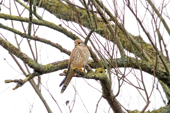 Valkachtigen_falcon_birds_of_prey_Falco_nature_Photography_003_Canon_EOS_5D_Mark_IV.JPG