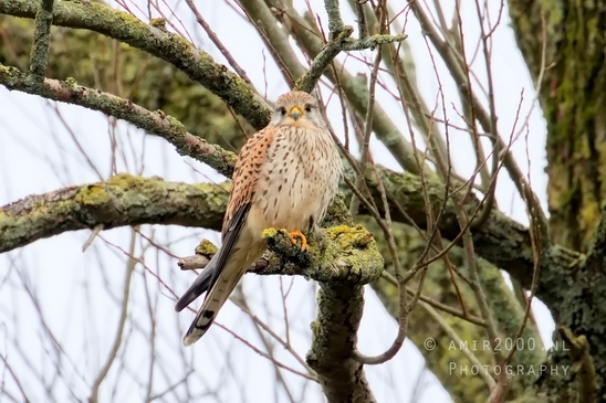 Valkachtigen_falcon_birds_of_prey_Falco_nature_Photography_006_Canon_EOS_5D_Mark_IV.JPG