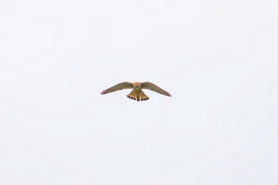 Valkachtigen_falcon_birds_of_prey_Falco_nature_Photography_007_Canon_EOS_5D_Mark_IV.JPG