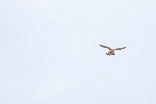Valkachtigen_falcon_birds_of_prey_Falco_nature_Photography_008_Canon_EOS_5D_Mark_IV.JPG