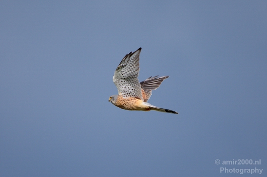 Valkachtigen_falcon_nature_Landscape_Photography_002_Canon_EOS_5D_Mark_IV.JPG
