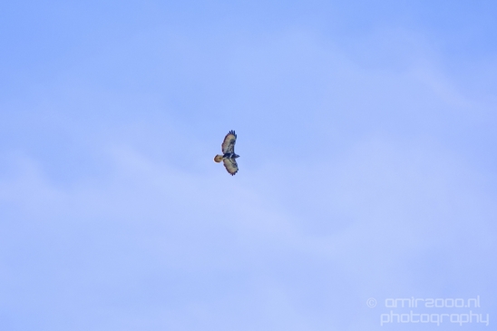 Valkachtigen_falcon_nature_Landscape_Photography_003_Canon_EOS_5D_Mark_IV.JPG