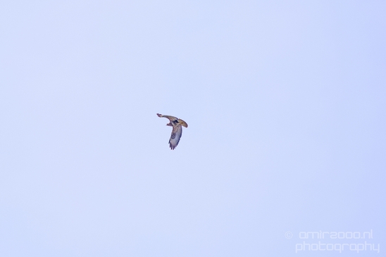 Valkachtigen_falcon_nature_Landscape_Photography_005_Canon_EOS_5D_Mark_IV.JPG