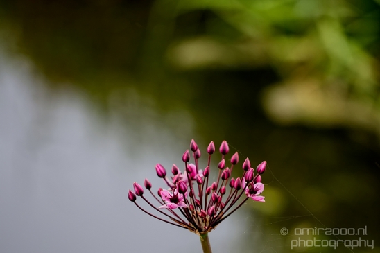 Waterland_North_Holland_Dutch_landscape_nederlandse_landschap_nature_Photography_002_Canon_EOS_5D_Mark_IV.JPG