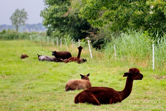 Waterland_North_Holland_Dutch_landscape_nederlandse_landschap_nature_Photography_008_Canon_EOS_5D_Mark_IV.JPG
