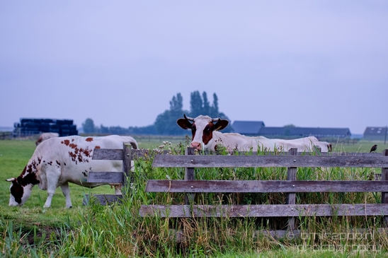 Waterland_North_Holland_Dutch_landscape_nederlandse_landschap_nature_Photography_014_Canon_EOS_5D_Mark_IV.JPG