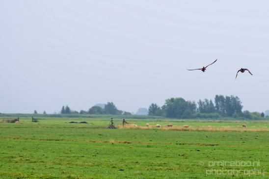 Waterland_North_Holland_Dutch_landscape_nederlandse_landschap_nature_Photography_022_Canon_EOS_5D_Mark_IV.JPG