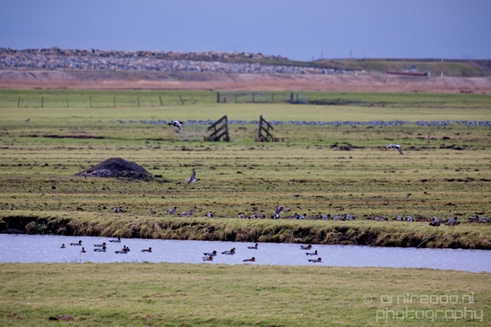 Waterland_North_Holland_Netherlands_nature_landscape_Photography_003_Canon_EOS_5D_Mark_IV.JPG