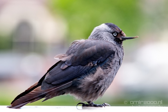 Western_jackdaw_kauw_nature_portrait_bird_Birds_Photography_001_Canon_EOS_5D_Mark_IV.JPG