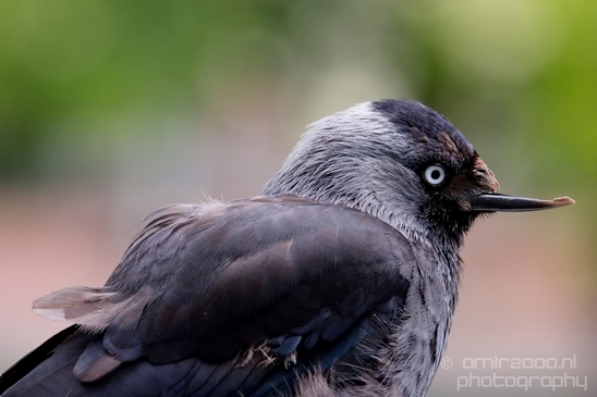 Western_jackdaw_kauw_nature_portrait_bird_Birds_Photography_002_Canon_EOS_5D_Mark_IV.JPG