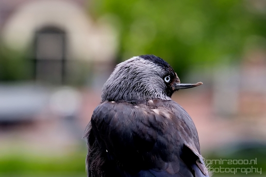 Western_jackdaw_kauw_nature_portrait_bird_Birds_Photography_003_Canon_EOS_5D_Mark_IV.JPG