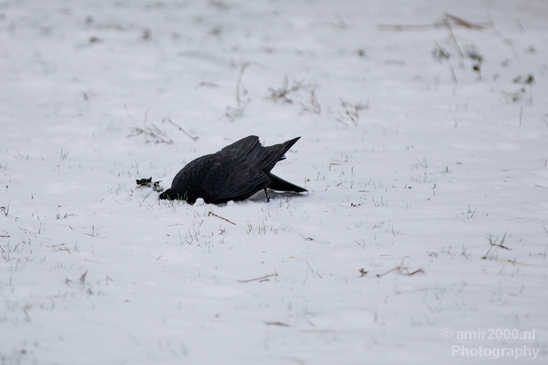 Western_jackdaw_kauw_nature_winter_scenery_Birds_Photography_Landscape_001_Canon_EOS_5D_Mark_IV.JPG