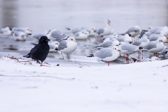 Western_jackdaw_kauw_nature_winter_scenery_Birds_Photography_Landscape_002_Canon_EOS_5D_Mark_IV.JPG