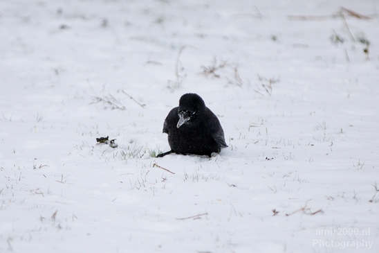 Western_jackdaw_kauw_nature_winter_scenery_Birds_Photography_Landscape_003_Canon_EOS_5D_Mark_IV.JPG