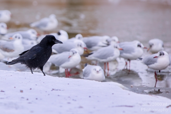 Western_jackdaw_kauw_nature_winter_scenery_Birds_Photography_Landscape_004_Canon_EOS_5D_Mark_IV.JPG
