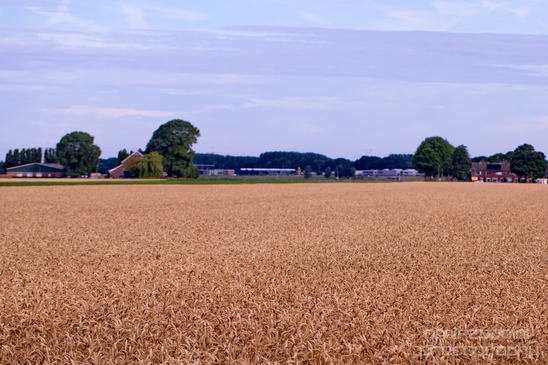 Wheat_fields_nature_landscape_North_Holland_Photography_001_Canon_EOS_5D_Mark_IV.JPG