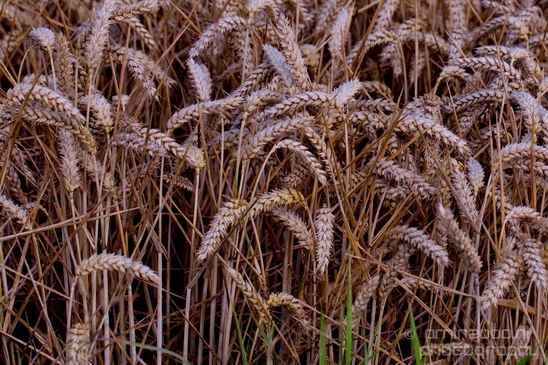 Wheat_fields_nature_landscape_North_Holland_Photography_002_Canon_EOS_5D_Mark_IV.JPG