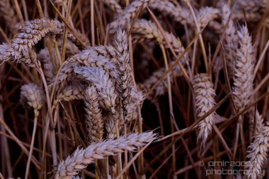 Wheat_fields_nature_landscape_North_Holland_Photography_005_Canon_EOS_5D_Mark_IV.JPG