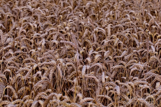 Wheat_fields_nature_landscape_North_Holland_Photography_006_Canon_EOS_5D_Mark_IV.JPG