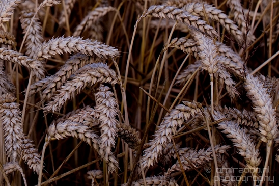 Wheat_fields_nature_landscape_North_Holland_Photography_007_Canon_EOS_5D_Mark_IV.JPG